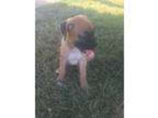 Boxer Puppy for sale in Cicero, IL, USA