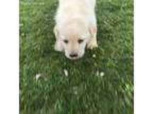 Labrador Retriever Puppy for sale in Logan, OH, USA