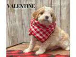 Goldendoodle Puppy for sale in Santaquin, UT, USA