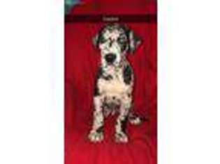 Great Dane Puppy for sale in Moline, IL, USA