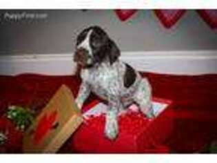 German Shorthaired Pointer Puppy for sale in Symsonia, KY, USA