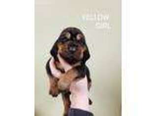 Bloodhound Puppy for sale in Red Oak, OK, USA