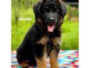 German Shepherd Dog Puppy for sale in Gadsden, AL, USA
