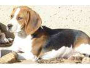 Beagle Puppy for sale in MILLVILLE, CA, USA