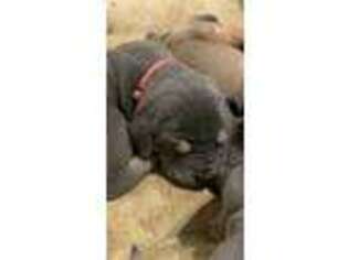 Cane Corso Puppy for sale in Lebanon, PA, USA