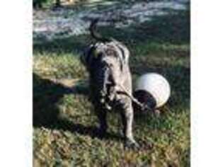 Neapolitan Mastiff Puppy for sale in Carriere, MS, USA