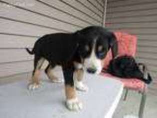 Greater Swiss Mountain Dog Puppy for sale in Lansing, MI, USA