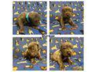 Cane Corso Puppy for sale in Middleport, NY, USA