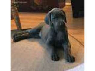 Great Dane Puppy for sale in Malden, IL, USA