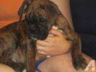 Boxer Puppy for sale in CARBONDALE, PA, USA