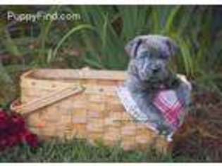 Cane Corso Puppy for sale in Rutherfordton, NC, USA