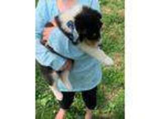 Collie Puppy for sale in East Bernstadt, KY, USA