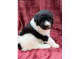 Goldendoodle Puppy for sale in Mobile, AL, USA