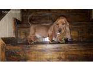 Basset Hound Puppy for sale in Ashland, OH, USA