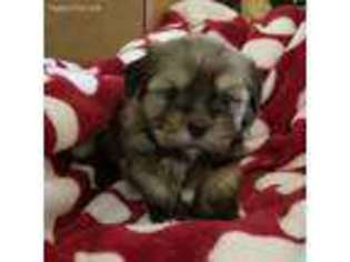 Shorkie Tzu Puppy for sale in Henderson, NV, USA