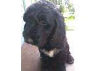 Labradoodle Puppy for sale in Onalaska, TX, USA
