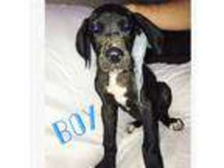 Great Dane Puppy for sale in Winfield, AL, USA