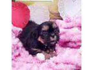 Mutt Puppy for sale in Rice, VA, USA