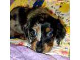 Dachshund Puppy for sale in Bryant Pond, ME, USA