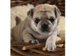 Pug Puppy for sale in Roosevelt, MN, USA