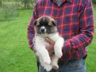 Akita Puppy for sale in Morris, NY, USA