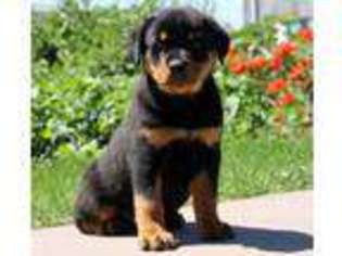 Rottweiler Puppy for sale in Elizabethville, PA, USA