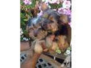 Yorkshire Terrier Puppy for sale in YUBA CITY, CA, USA