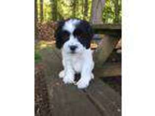 Cavachon Puppy for sale in Westminster, SC, USA