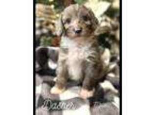 Mutt Puppy for sale in Lubbock, TX, USA