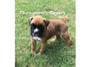 Boxer Puppy for sale in Covington, GA, USA
