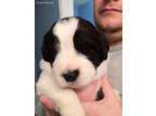 Newfoundland Puppy for sale in Maysville, GA, USA