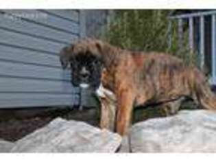 Boxer Puppy for sale in Shade Gap, PA, USA