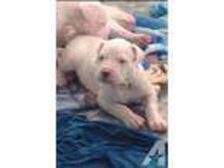 Dogo Argentino Puppy for sale in SHEBOYGAN, WI, USA