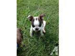 Boston Terrier Puppy for sale in LIVINGSTON, TX, USA