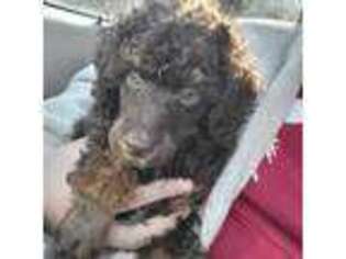 Mutt Puppy for sale in Belchertown, MA, USA