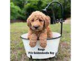 Goldendoodle Puppy for sale in Haslet, TX, USA