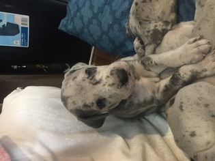 Great Dane Puppy for sale in Findlay, OH, USA