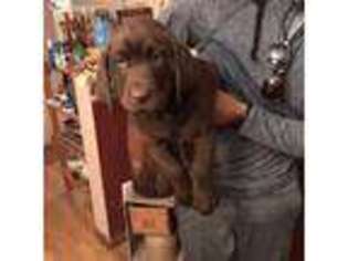 Labrador Retriever Puppy for sale in Bridgeport, OH, USA