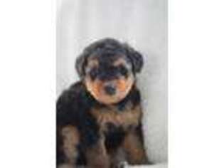 Airedale Terrier Puppy for sale in Greeley, CO, USA