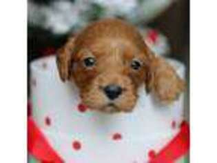 Cavapoo Puppy for sale in Ferndale, WA, USA