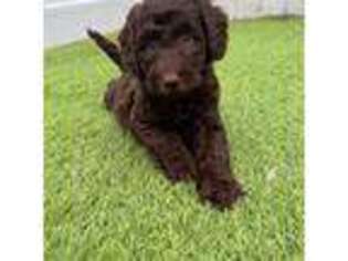 Goldendoodle Puppy for sale in Largo, FL, USA