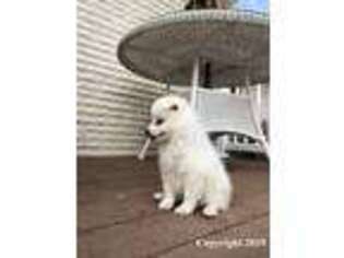 American Eskimo Dog Puppy for sale in Rittman, OH, USA
