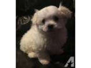 Maltese Puppy for sale in GREAT FALLS, MT, USA