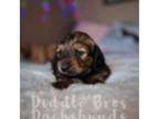Dachshund Puppy for sale in Kingman, AZ, USA