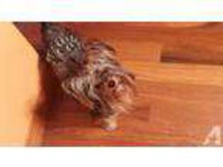 Yorkshire Terrier Puppy for sale in CRAWFORDSVILLE, IN, USA