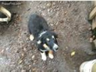Border Collie Puppy for sale in Roy, WA, USA