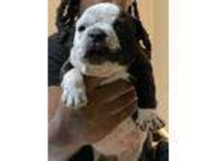Mutt Puppy for sale in Johnstown, PA, USA