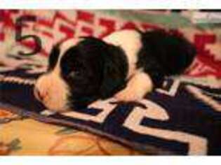English Springer Spaniel Puppy for sale in Athens, GA, USA