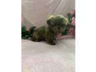 Mutt Puppy for sale in Gretna, VA, USA