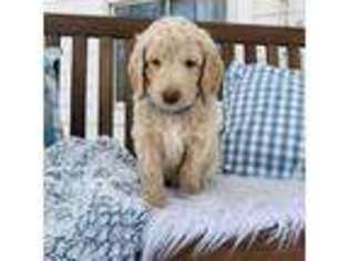 Goldendoodle Puppy for sale in Carlton, MN, USA